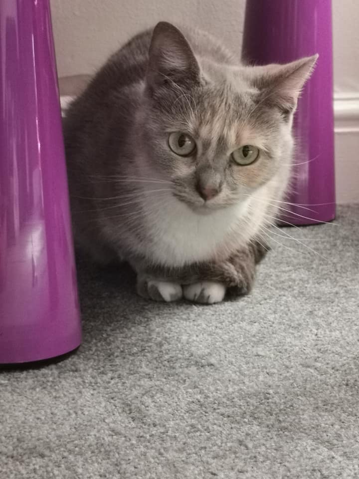 cat1