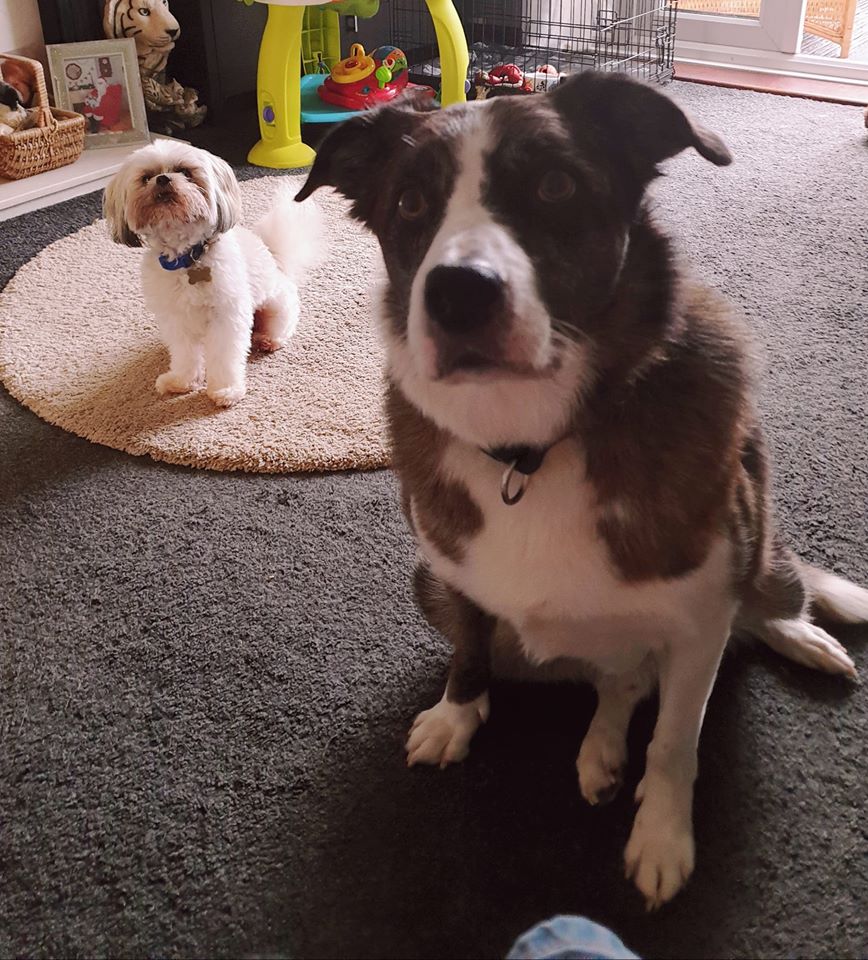 jax and buddy